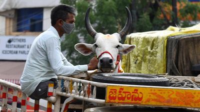 Mere transportation of cow not an offence under Uttar Pradesh Prevention of Cow Slaughter Act: Allahabad High Court