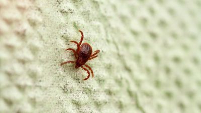 How to get rid of chiggers – banish these tiny red bugs from your yard