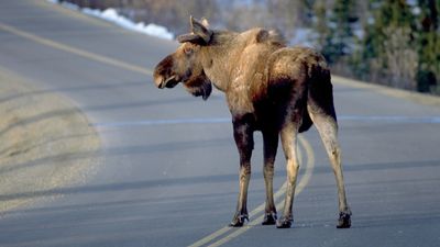 Idaho officials hunting 'cruel' truck driver caught chasing moose