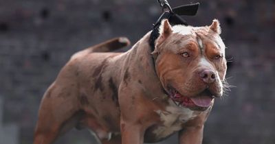American Bully XL breeders 'creating monsters' and 'changing DNA to enhance dog muscles'
