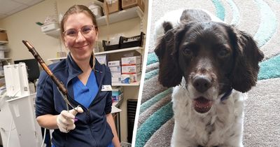Warning to owners as dog needs life-saving surgery to remove 30cm stick stuck in throat