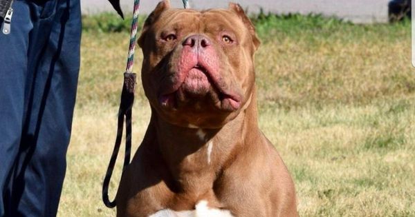 The American XL Bully is a monster created by the internet - New