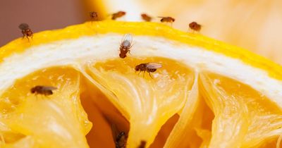 Expert's 'natural fruit fly trap' is 'most successful' way to get rid of pesky bugs