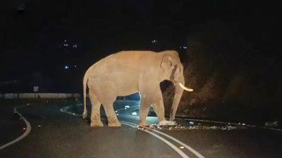 Wild elephant Chakkakompan disrupts traffic near Munnar
