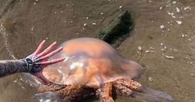 Scottish tourist 'gobsmacked' as he discovers 'tyre-sized' jellyfish on popular beach
