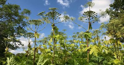 Identifying giant hogweed as people warned that plant flowering in June and July is toxic to them and dogs