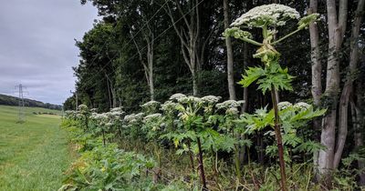 Identifying giant hogweed as warned issued that plant flowering in June and July is toxic to people and dogs