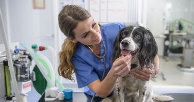 Vet's desperate plea on much-loved fruit that can be deadly for dogs