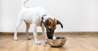 Dog owners shocked to learn which common household foods are toxic to pets