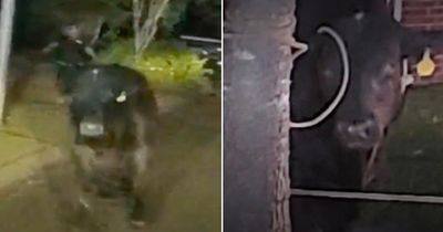 Runaway bull sends police on three-hour chase as it runs wild through gardens and driveways