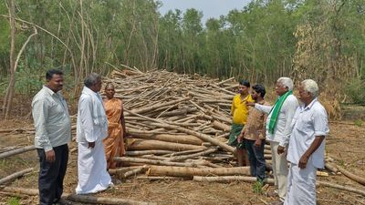 Vexed social forestry planters in Prakasam district seek government intervention