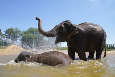 Whiskers on an elephant’s trunk may help it feel and balance objects – study