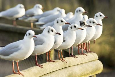 Charity demands urgent response plan to protect wild birds from avian influenza