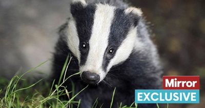 Fury at fresh badger slaughter as cull widened to stop population bouncing back