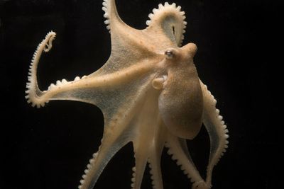 Octopuses beat the cold by ‘editing genetic material in less than a day’ – study