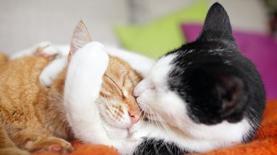 Gene therapy could be used as birth control for cats, small study suggests