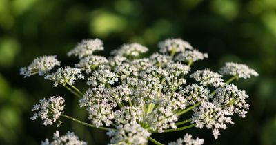 Warning as UK's 'most dangerous plant' that causes blisters and can kill dogs blooms
