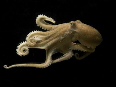 Octopuses tweak the RNA in their brains to adjust to warmer and cooler waters