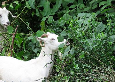 Henry County goats to take on invasive plants in west Lexington