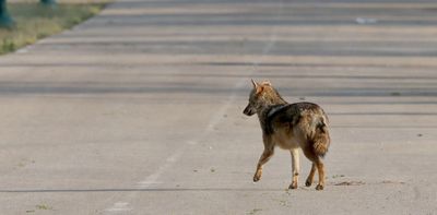 While humans were in strict lockdown, wild mammals roamed further – new research