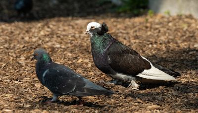 Massive ‘fancy’ pigeon captured by volunteers on North Side