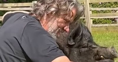 John Bishop flooded with support as beloved pet pig who was 'heartbeat of family' dies