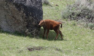 Grand Teton launches probe after bison calf is harassed in park
