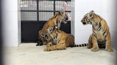 Rescued tiger cubs moved into new enclosure at Tirupati zoo