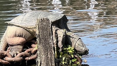 Return of Chonkosaurus: notorious turtle spotted on Chicago River