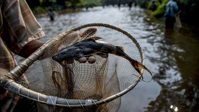 Meghalaya bans fish from outside as tests reveal formalin presence