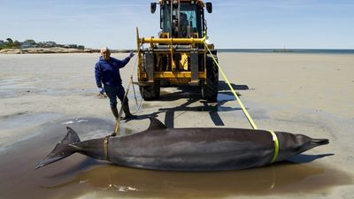 Ultra-rare, deep-diving whale dies on New England beach with possible case of bird flu