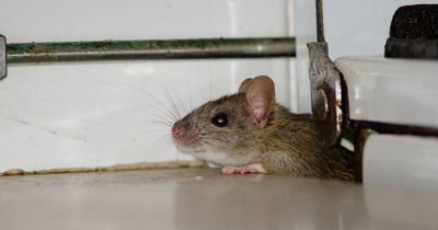 'Multiple cases of rodent infestations' found in food businesses throughout May