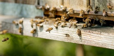 Help, bees have colonised the walls of my house! Why are they there and what should I do?