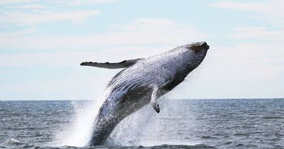 Whales trapped