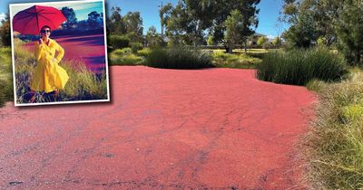 The colourful history of Canberra's pink ponds