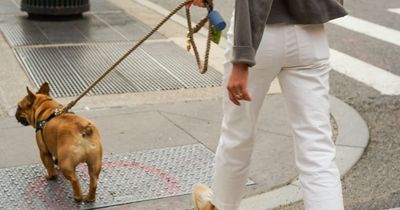 Thousands of Bulldog owners hit with £800 warning