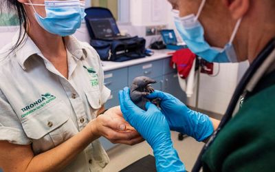 Underpaid Taronga Zoo casuals get $2.6m in back pay