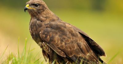 BBC Springwatch fans in tears over horrific moment with buzzard