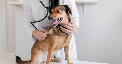 Vets issue urgent warning about popular fruit that can be fatal for dogs