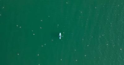 Incredible footage captures hundreds of jellyfish in the sea off Welsh beach