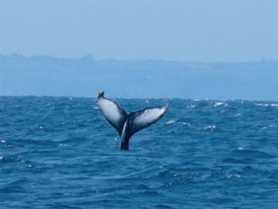 Humpback whale spotted off Cornwall coast in rare sighting