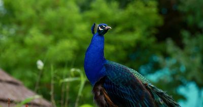 Community's 'noisy' peacocks wanted by police as officers descend on street