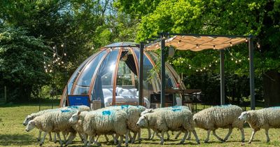 Ultimate sleeping experience literally let guests count sheep to help them drift off