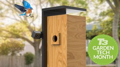 The Netvue Birdfy Nest takes birdwatching to the next level… but will it catch on?