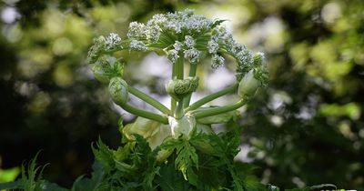 Dog owners issued giant hogweed warning as toxic plant can harm humans and pets