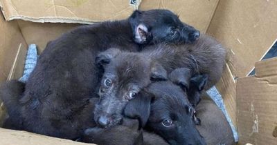 Six lurcher puppies found abandoned in a cardboard box near woodland
