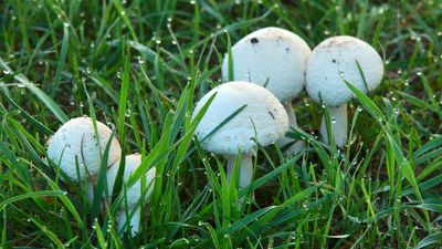 7 ways to get rid of mushrooms in your yard