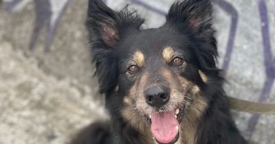 'Model' Edinburgh dog searching for loving home in the capital