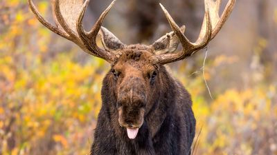 Hikers warned to watch for aggressive, drooling moose after rabies discovery