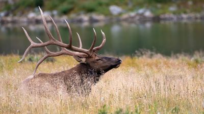 Lame elk shows phone-toting tourist he's still in charge